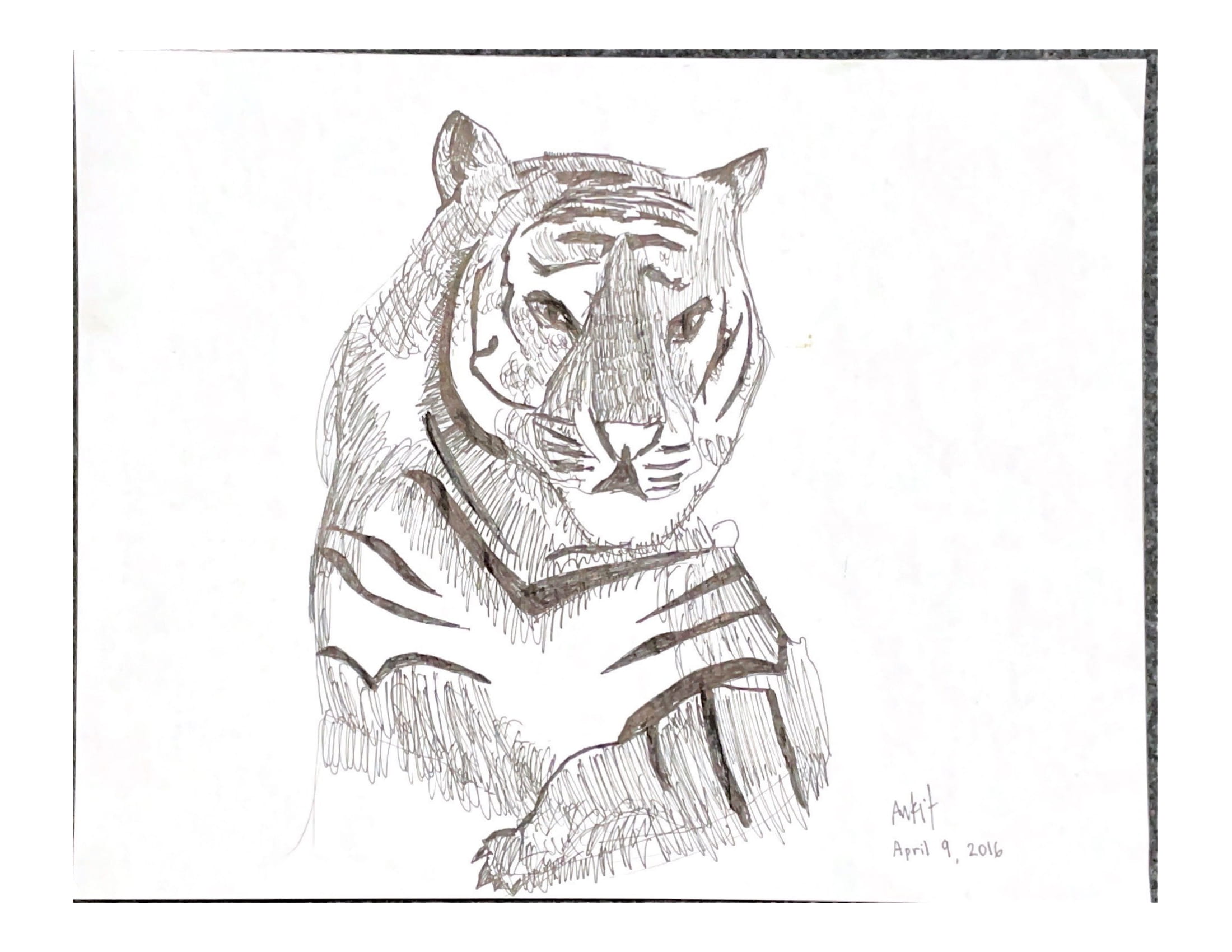 Tiger